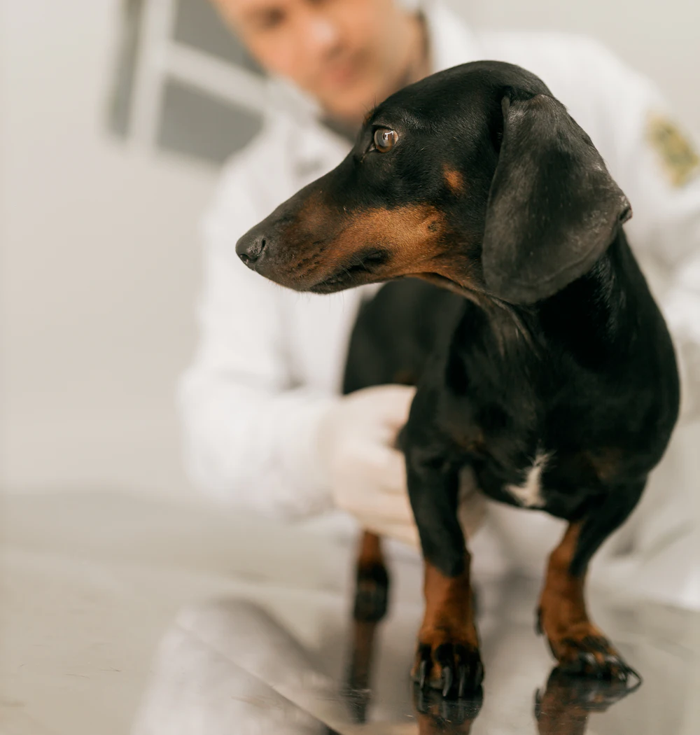 A veterinarian examining a black and tan dachshund