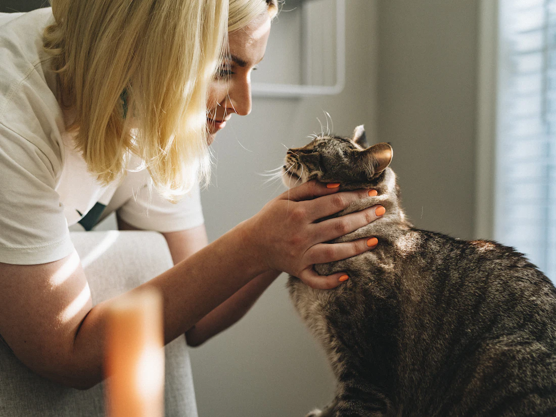 A veterinarian gently holding a tabby cat